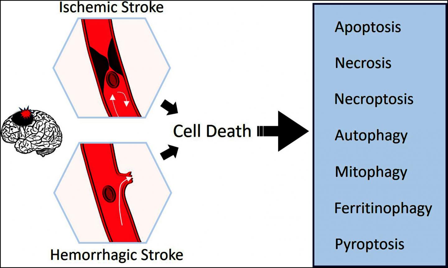 Cell death mechanisms in stroke and novel mol EurekAlert!