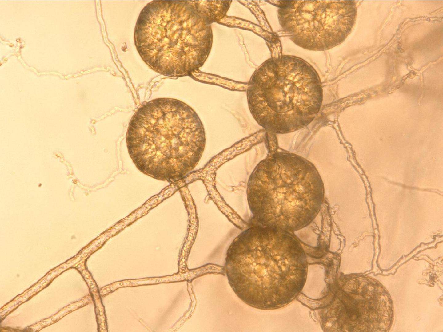 Fungi Spores Germinating [IMAGE] EurekAlert! Science News Releases
