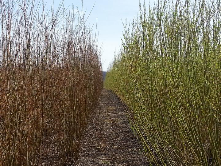 Shrub willow as a bioenergy crop Science Codex
