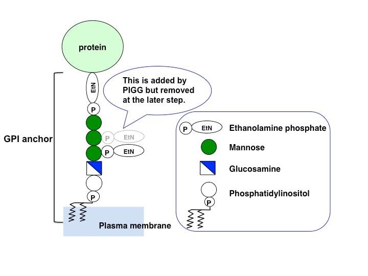 Structure of the GPI Anchored [IMAGE] EurekAlert! Science News Releases