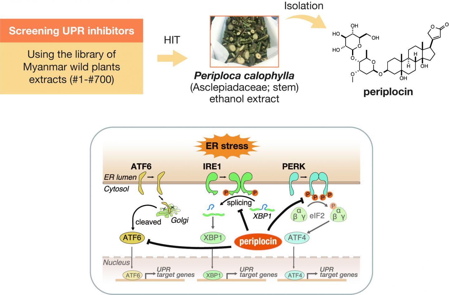 Regulation of protein homeostasis by cardiac glycosides Science Codex