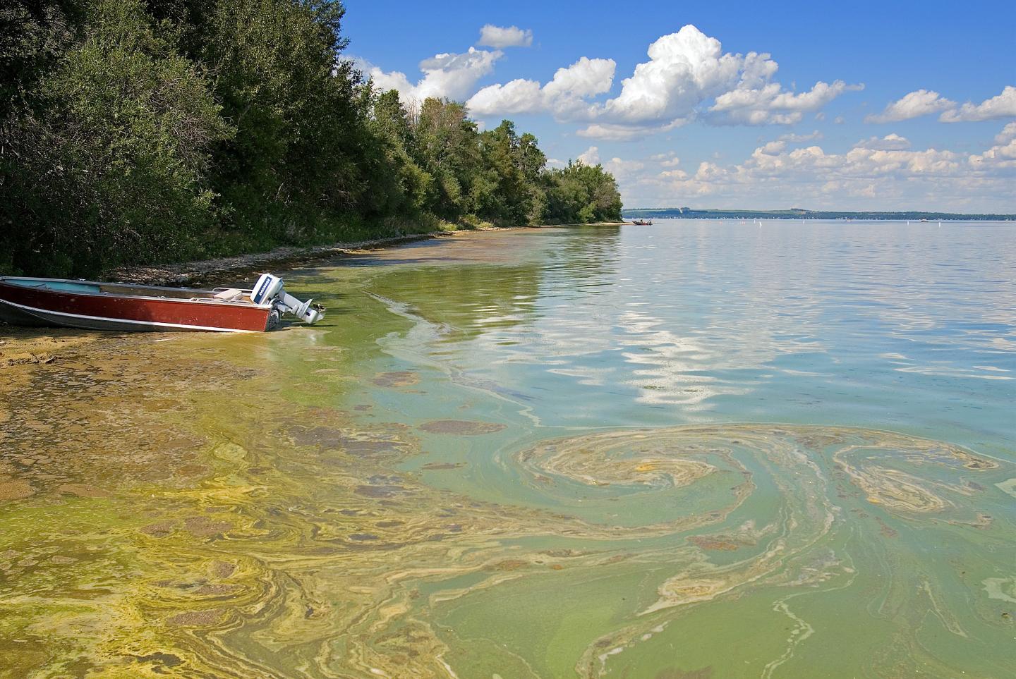 'Bluegreen algae' proliferating in lakes EurekAlert!