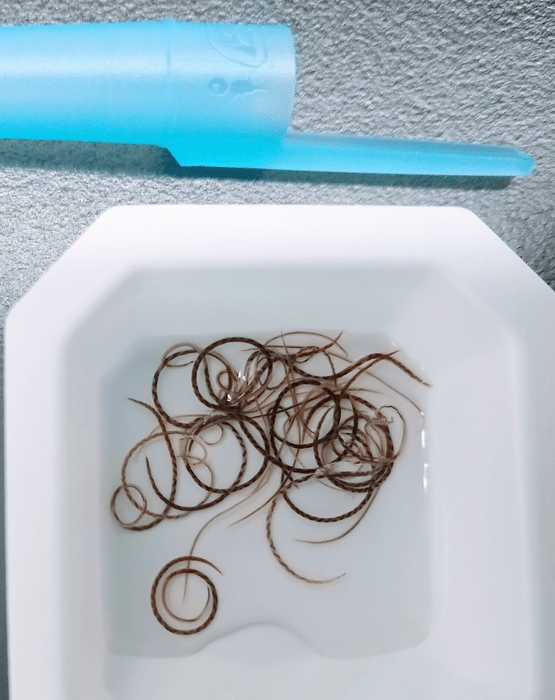 Adult rat lungworms [IMAGE] EurekAlert! Science News Releases