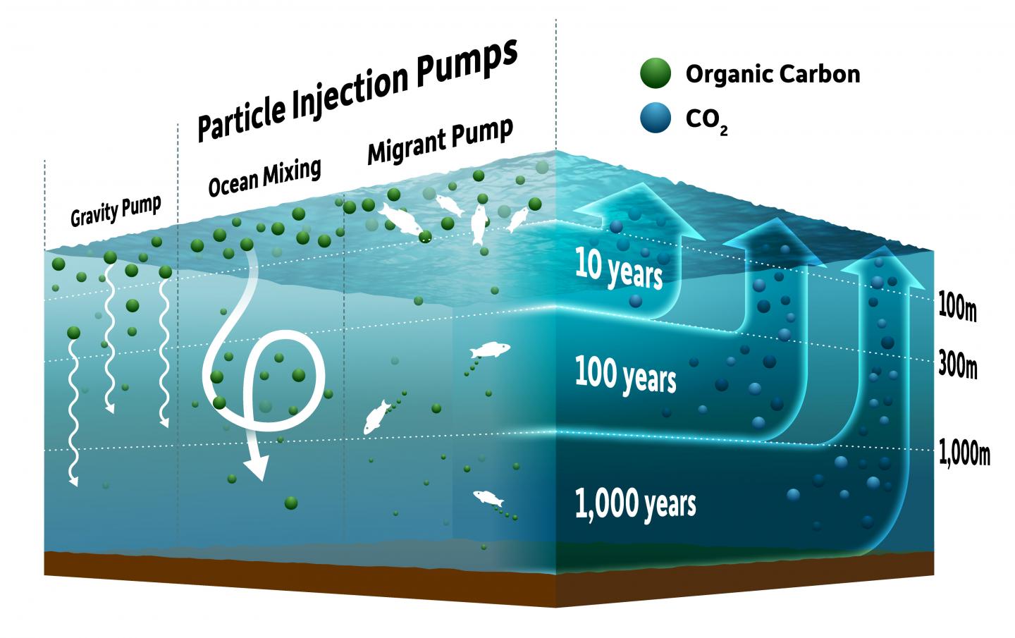 New view of how ocean 'pumps' impact climate EurekAlert!