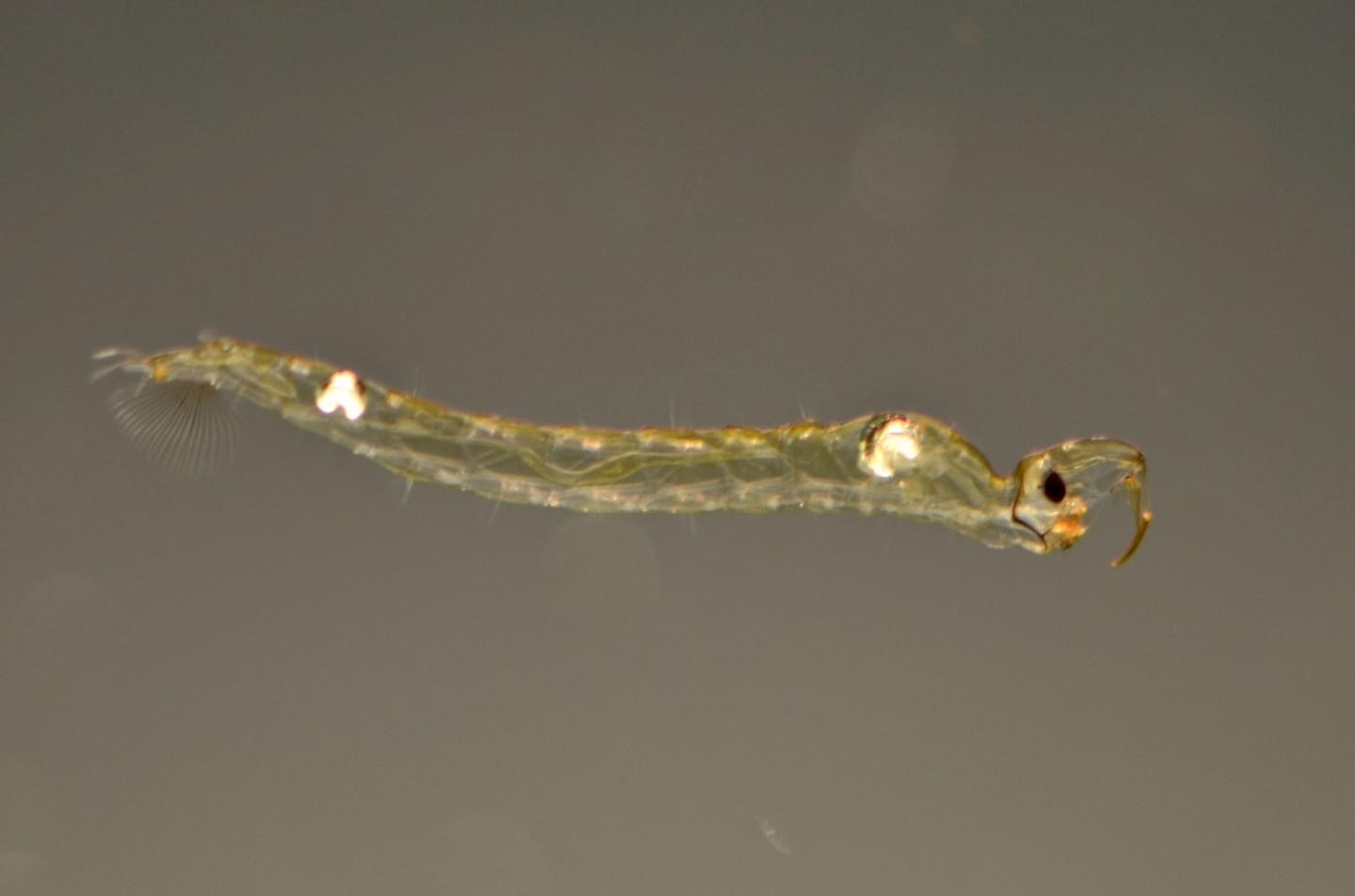 How water fleas detect predators EurekAlert!