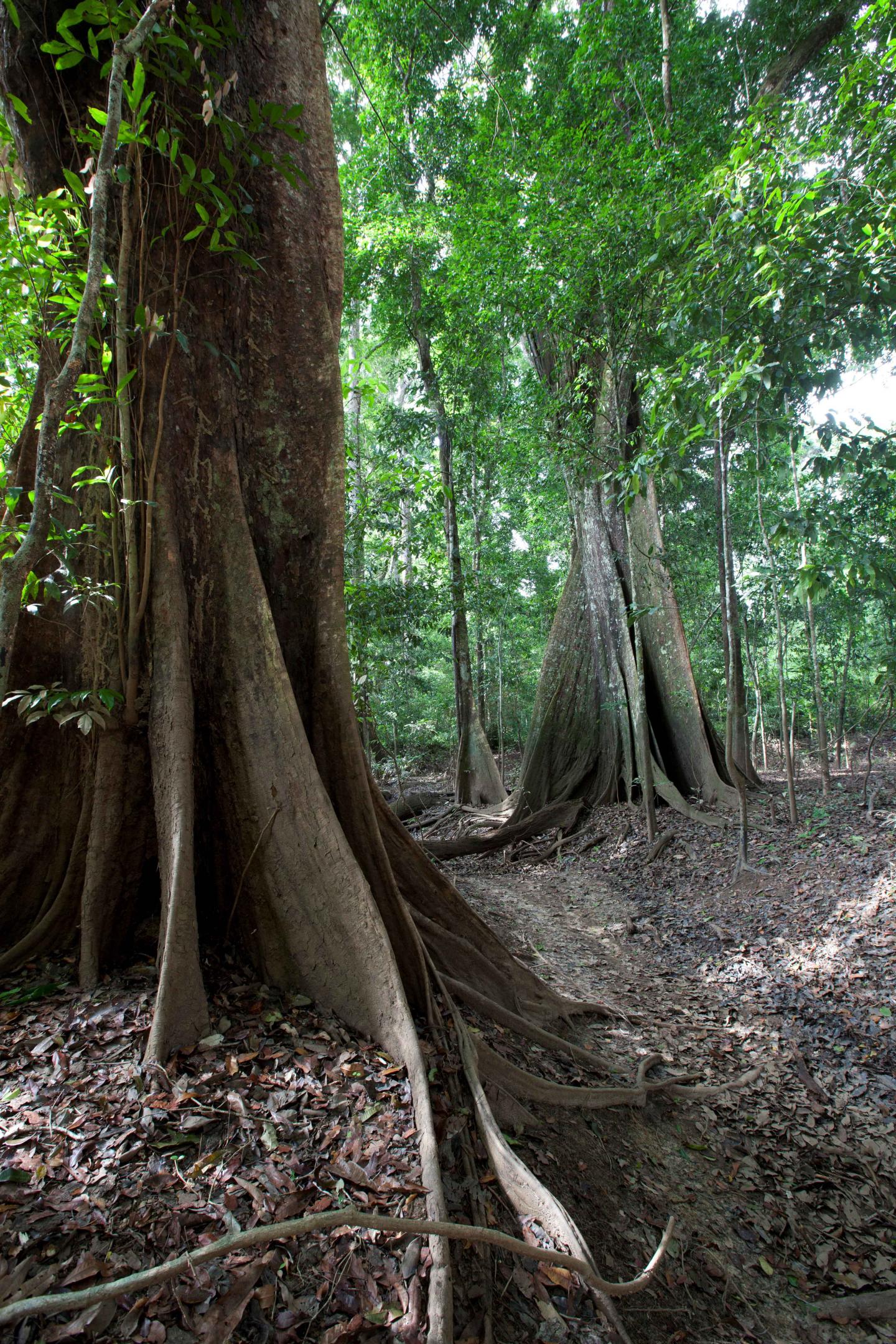 Guyana trees [IMAGE] EurekAlert! Science News Releases