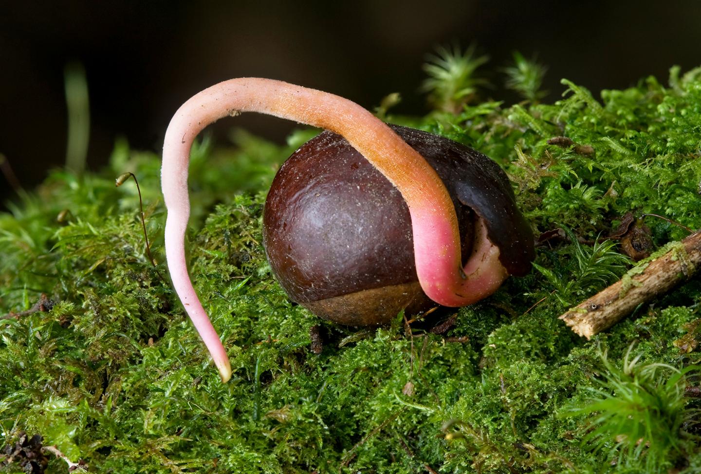 Seed dormancy, a property that prevents germi EurekAlert!