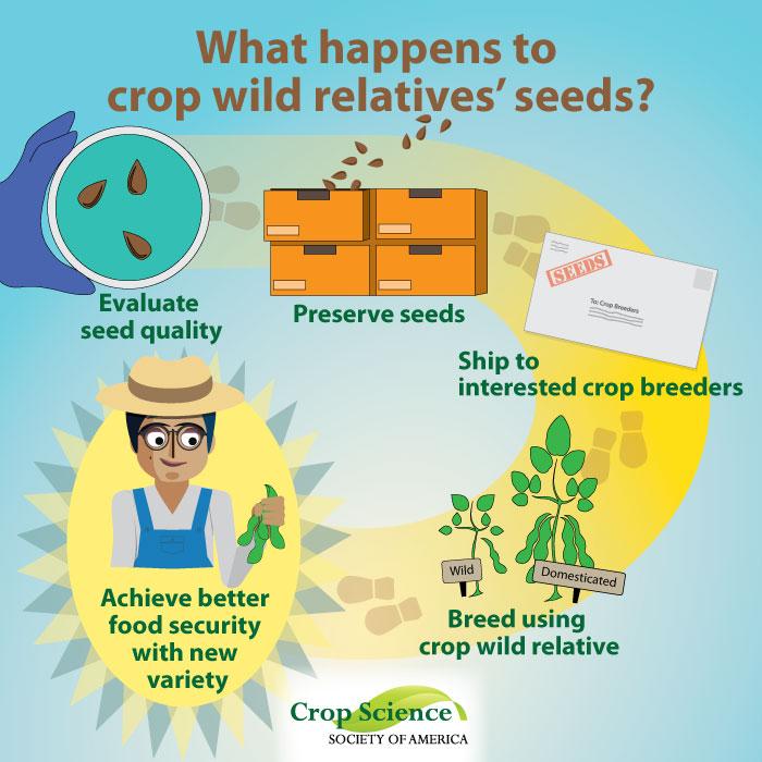 Infographic Crop Wild Relative [IMAGE] EurekAlert! Science News Releases