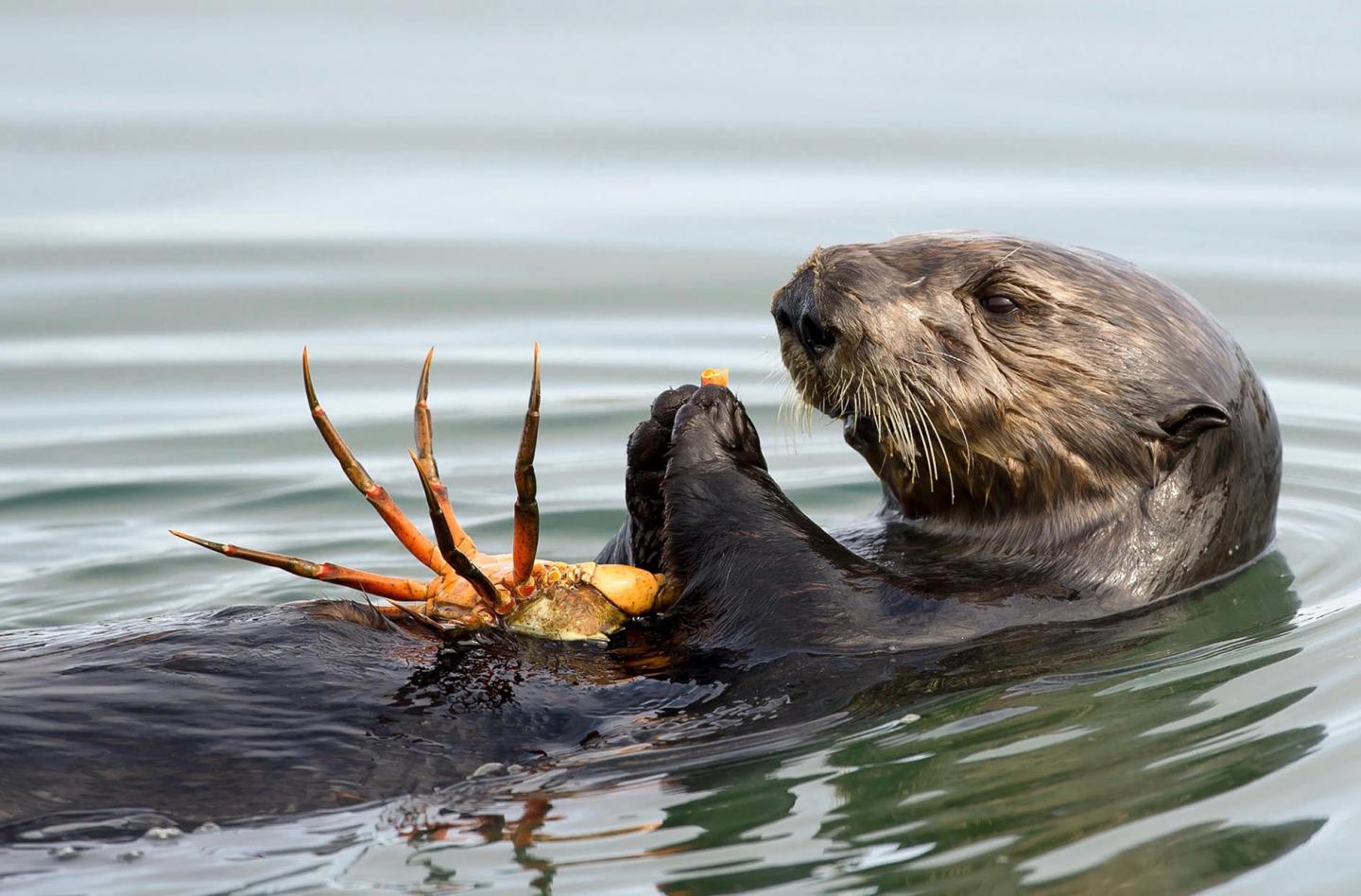 Sea otter eating crab [IMAGE] EurekAlert! Science News Releases