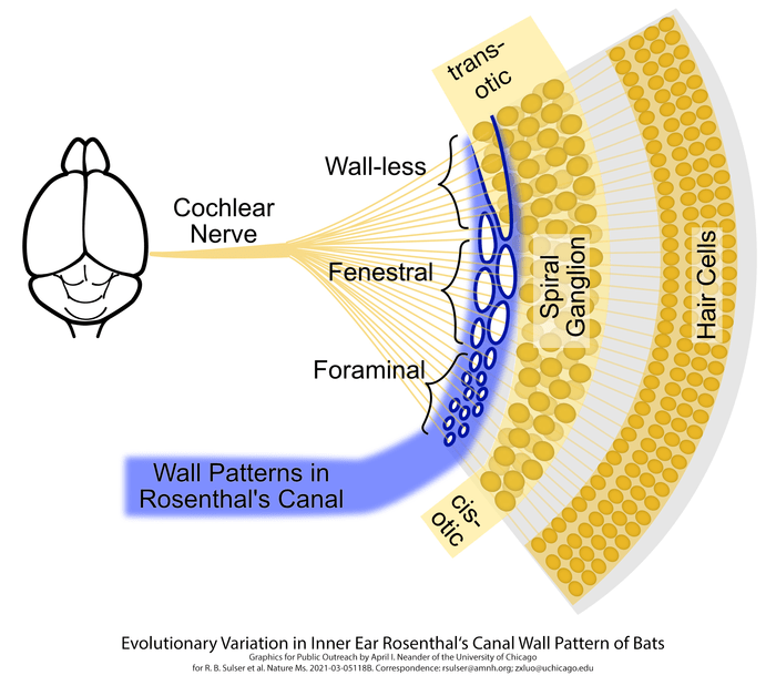 Bat ear diagram [IMAGE] EurekAlert! Science News Releases