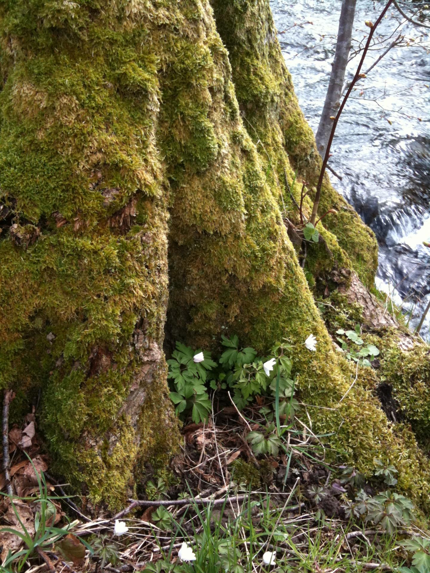 The protective layer of prehistoric land plan EurekAlert!