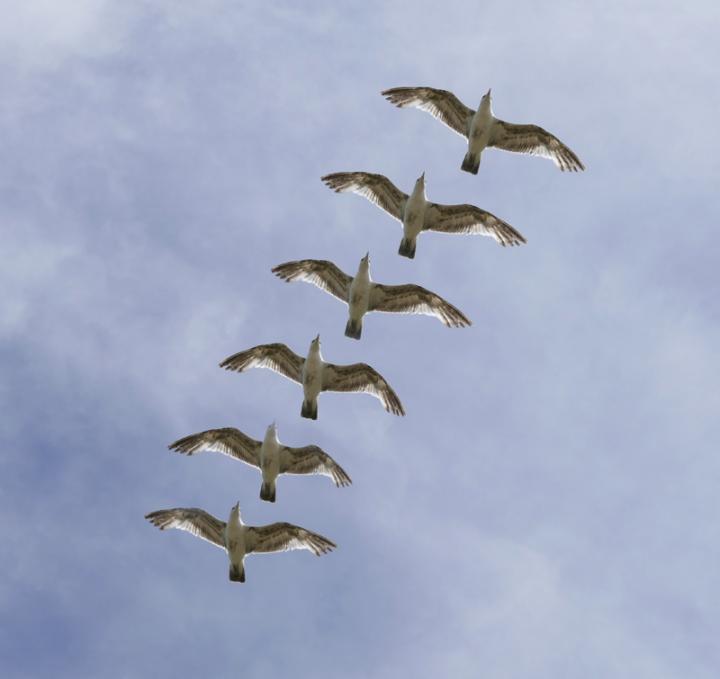 Whether Birds Flap, Glide, or Soar Determines EurekAlert!