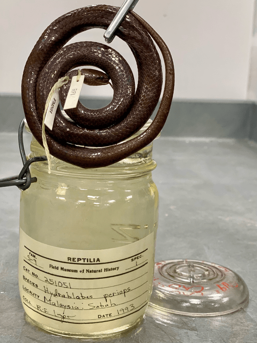 Snake outside of jar [IMAGE] EurekAlert! Science News Releases