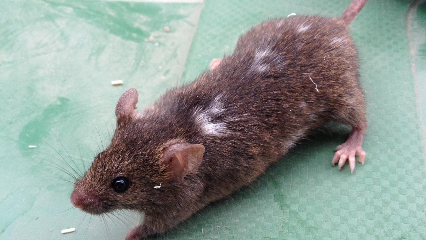 Wild House Mouse [IMAGE] EurekAlert! Science News Releases
