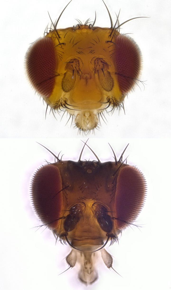 A single gene determines whether a fly has a good sense of sight or a good sense of smell