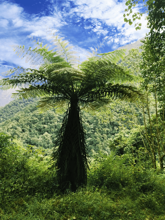 Tree fern genome provides insights into its e EurekAlert!