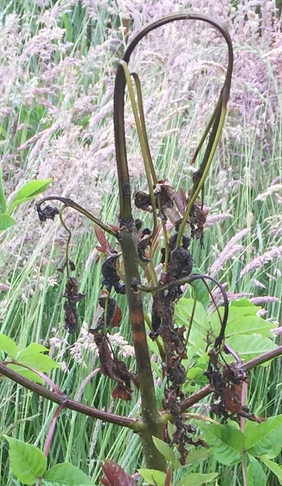 A Young Ash Tree Dying of Ash [IMAGE] EurekAlert! Science News Releases
