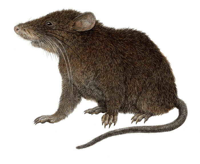 Discovery of a longnosed “shrew mouse” on a EurekAlert!