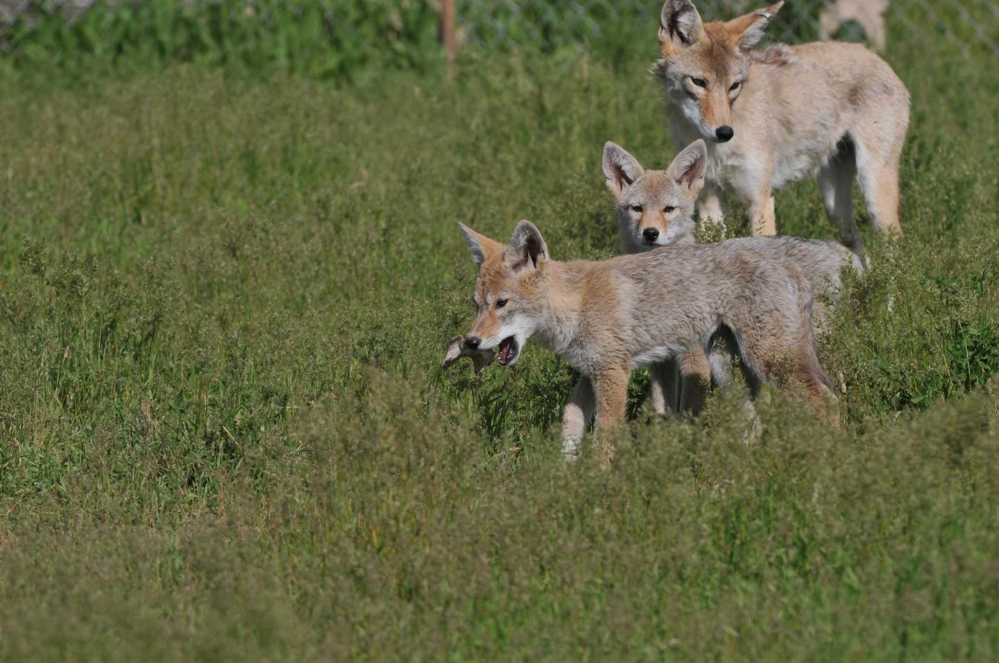 When coyote parents get used to humans, their offspring bolder