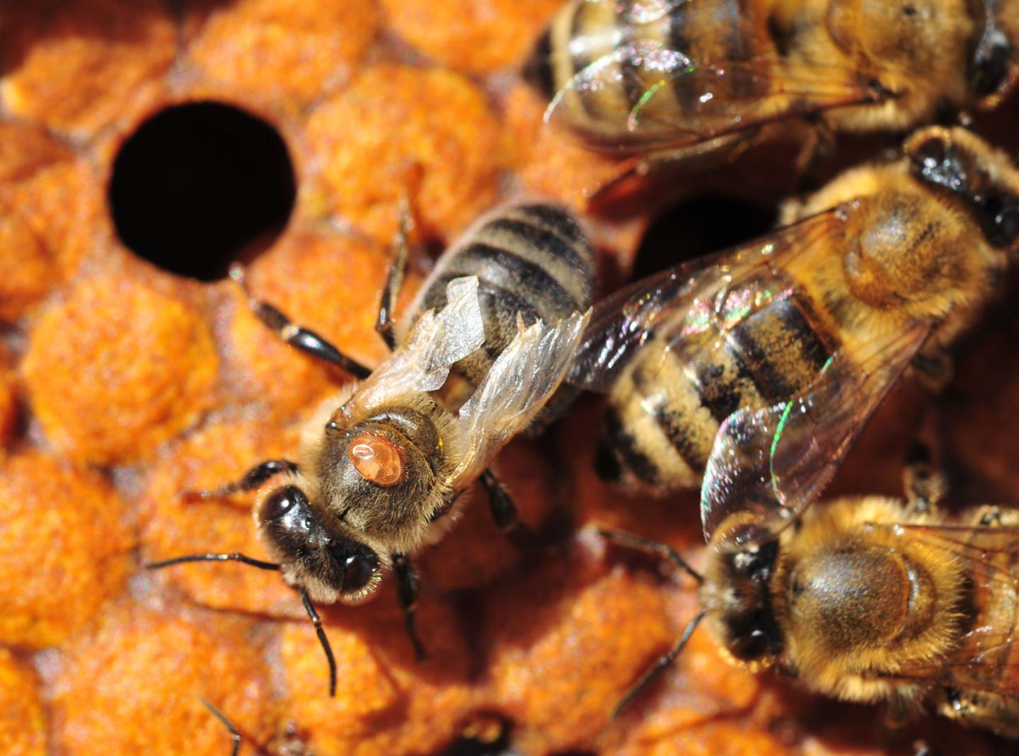 Varroa mites bees' archenemies have gen EurekAlert!