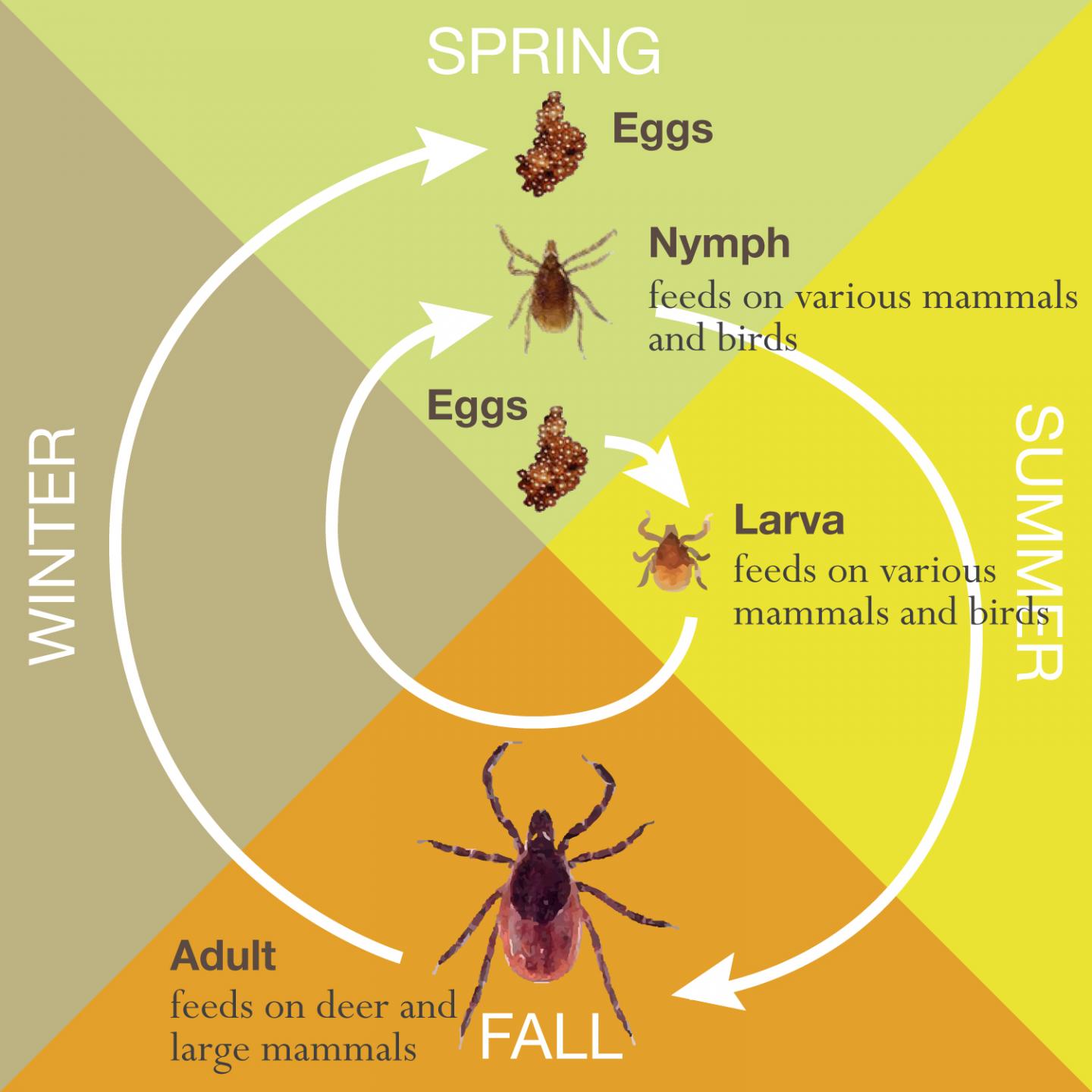 Blacklegged Tick Lifecycle [IMAGE] EurekAlert! Science News Releases