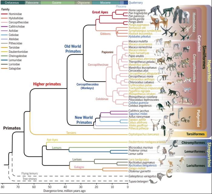The Primate Genome Project unlocks hidden sec EurekAlert!