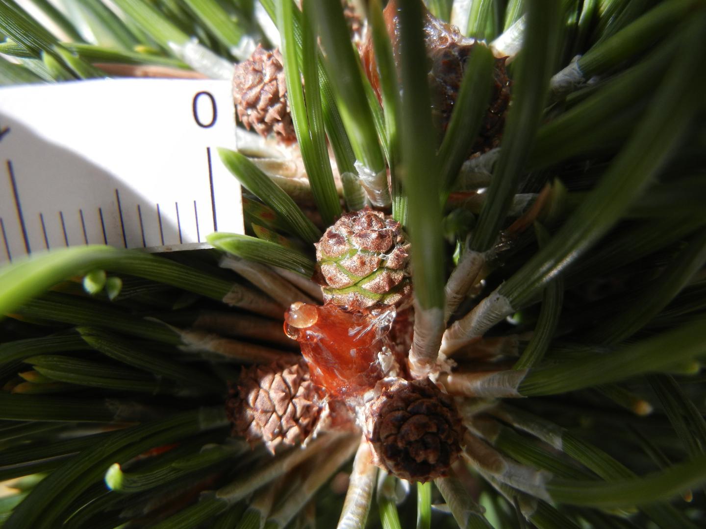 Thinning Ozone Layer May Have Driven Greatest EurekAlert!