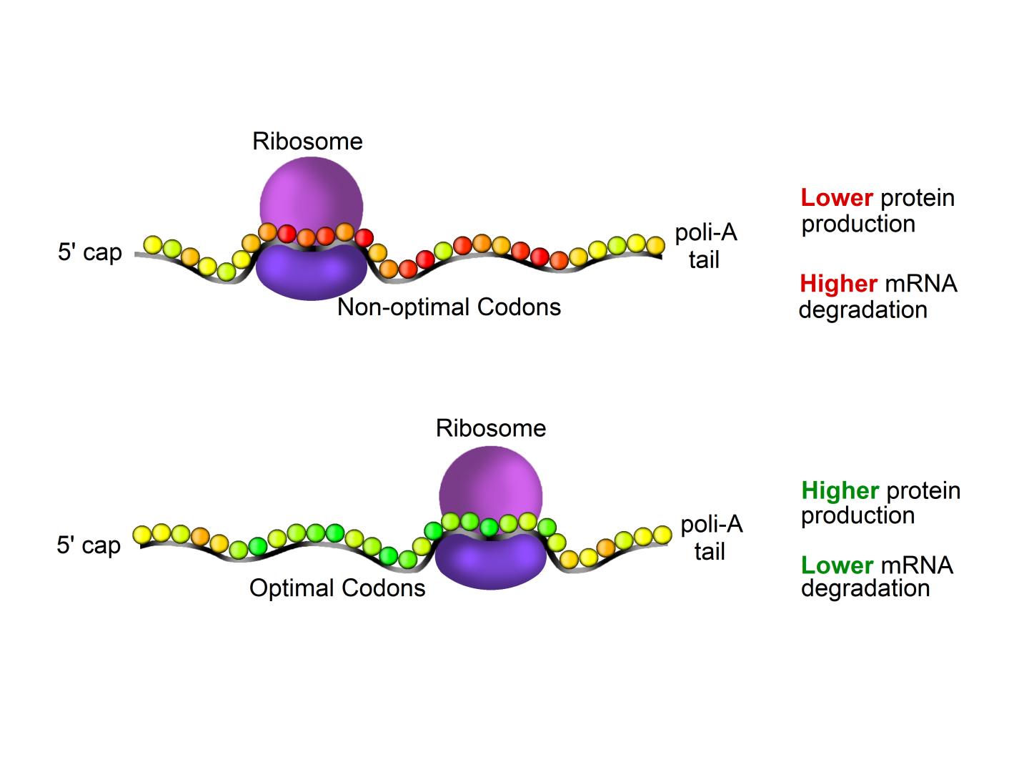 It's all in the code protein production efficiency can be predicted by