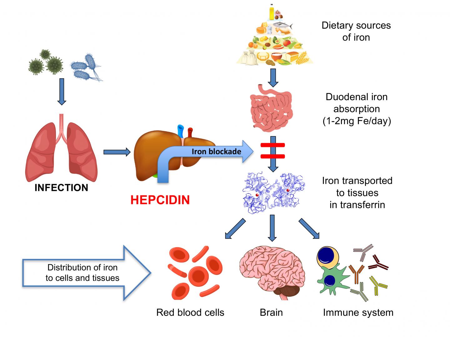 Inflammation from Respiratory Infections Bloc EurekAlert!