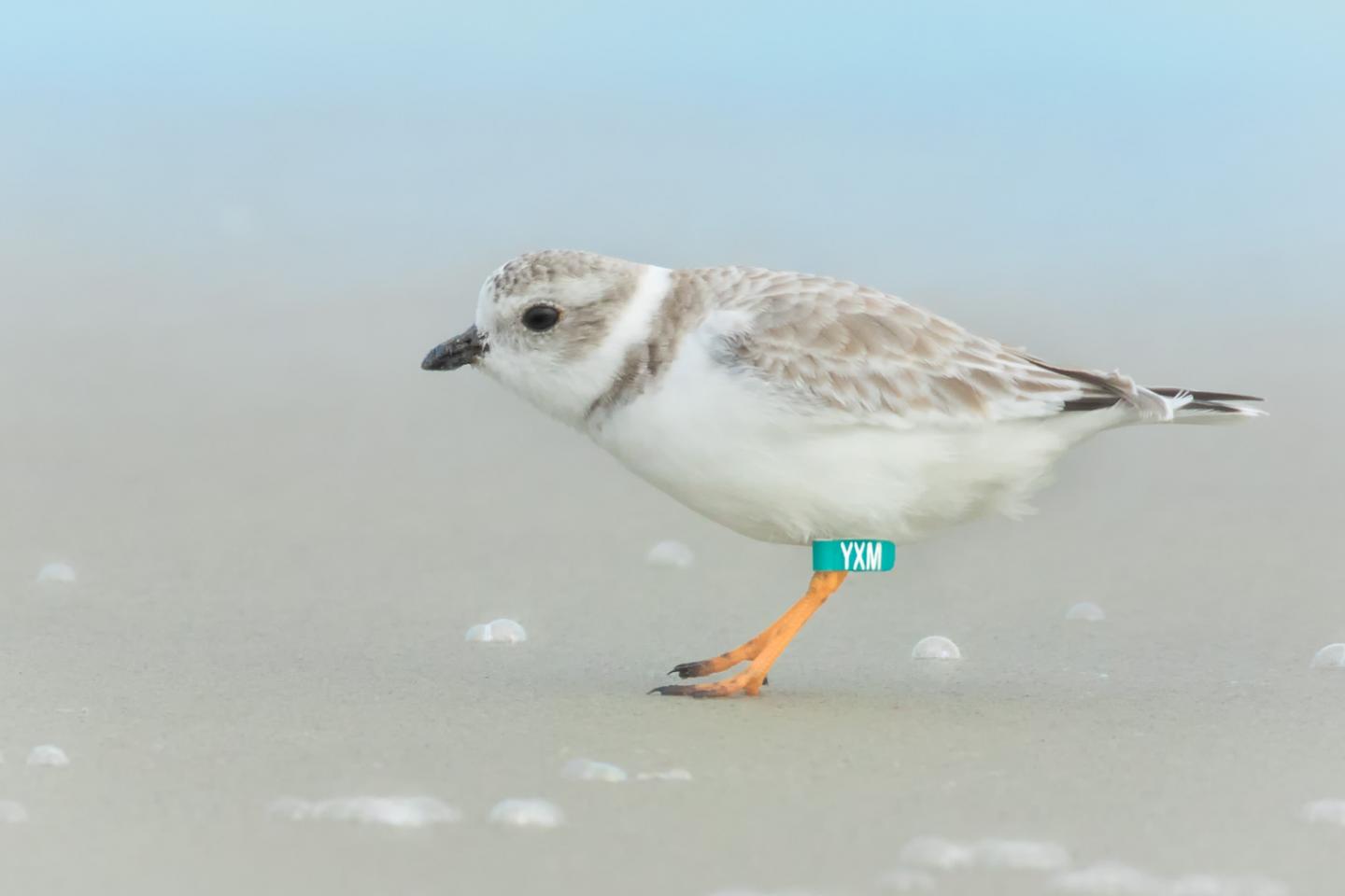Piping plovers want people to get off their lawn Science Codex