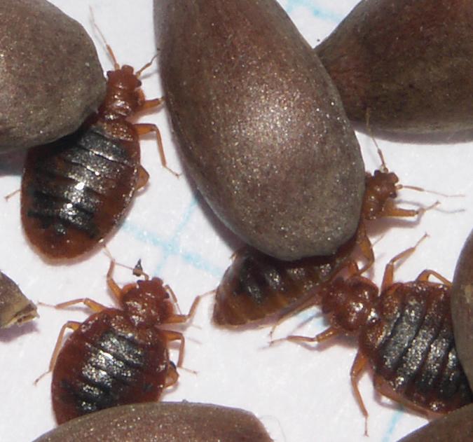 Bedbugs and Apple Seeds [IMAGE] EurekAlert! Science News Releases