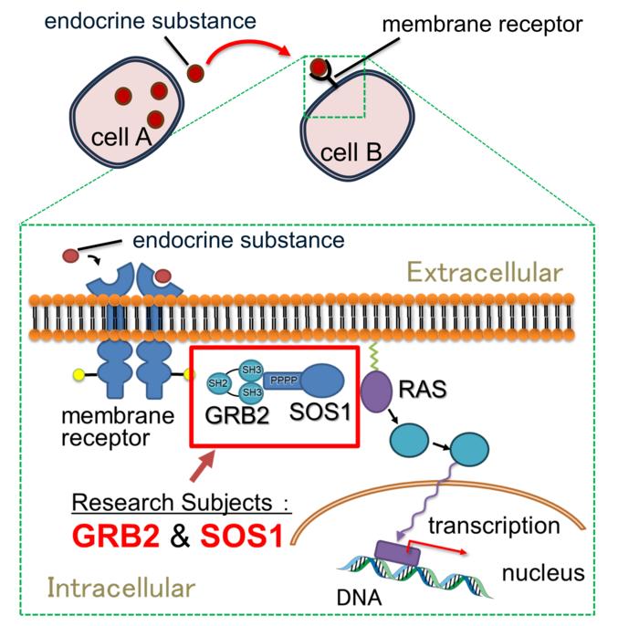 Signal transduction by GRB2 an [IMAGE] EurekAlert! Science News Releases