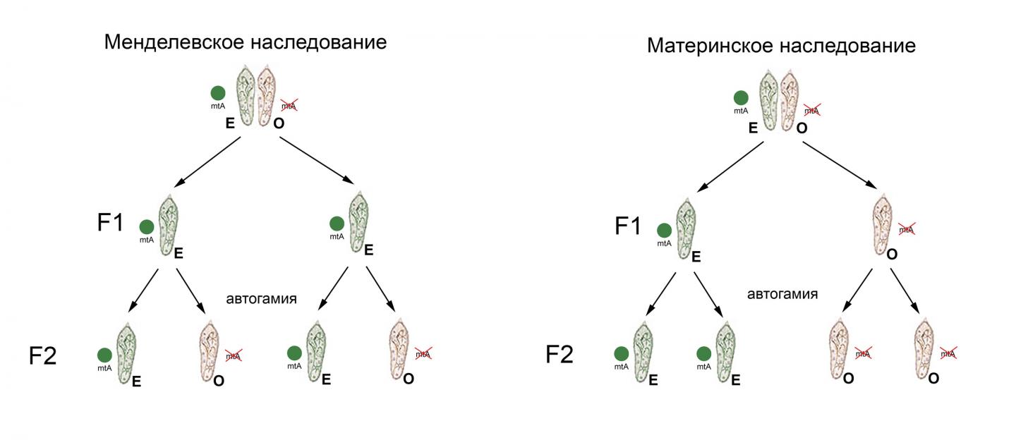 Two modes of matingtype inher [IMAGE] EurekAlert! Science News Releases