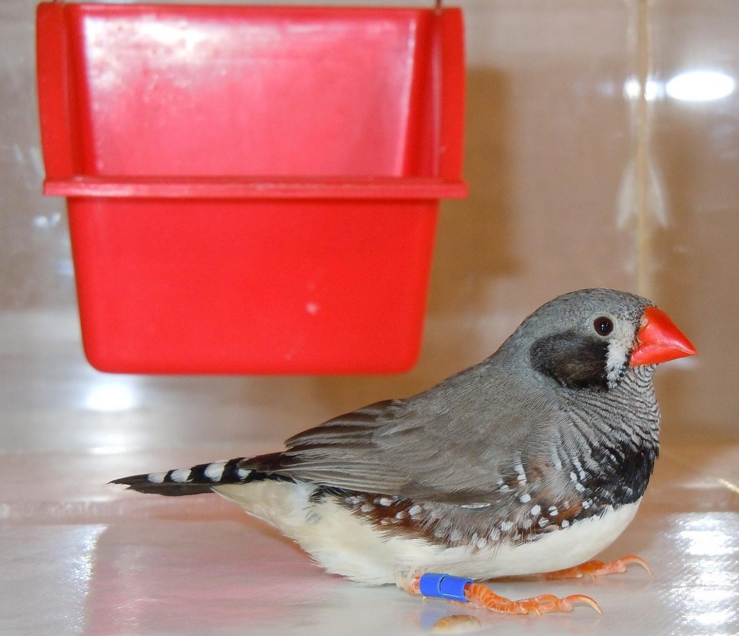 Zebra Finch [IMAGE] EurekAlert! Science News Releases