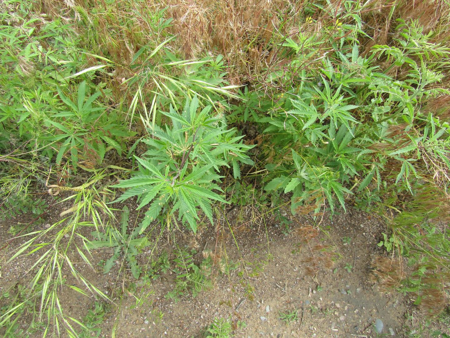 Wild Cannabis Plant [IMAGE] EurekAlert! Science News Releases
