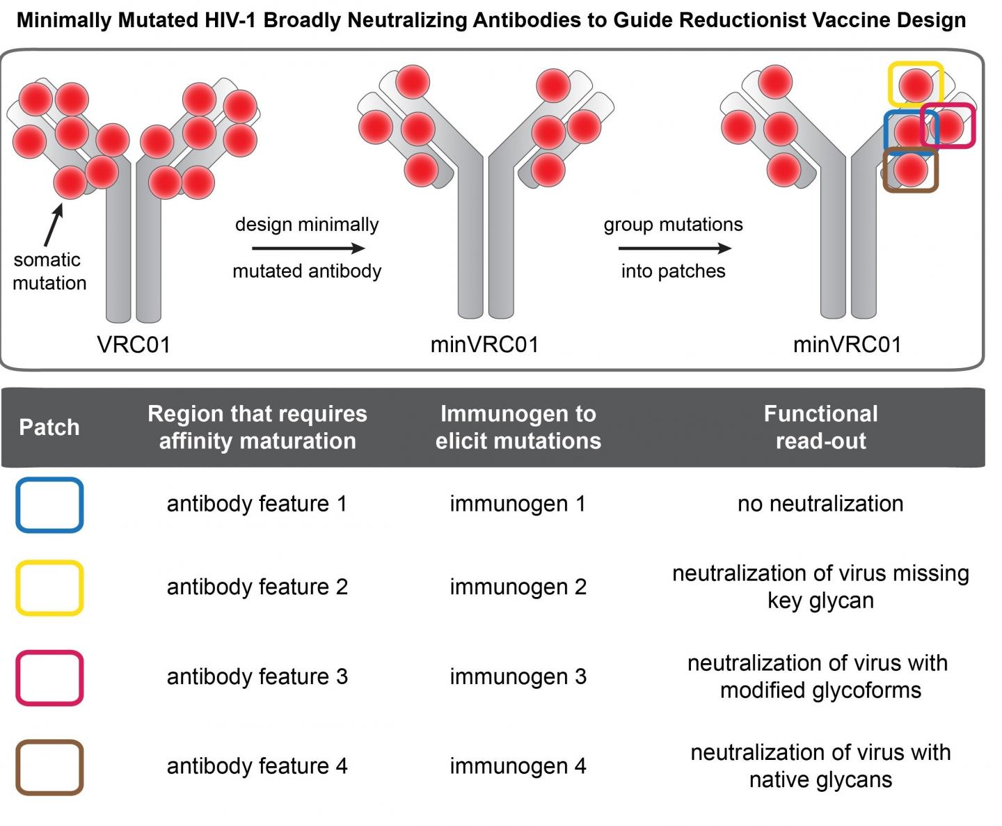 Broadly neutralizing HIV antibodies engineere EurekAlert!