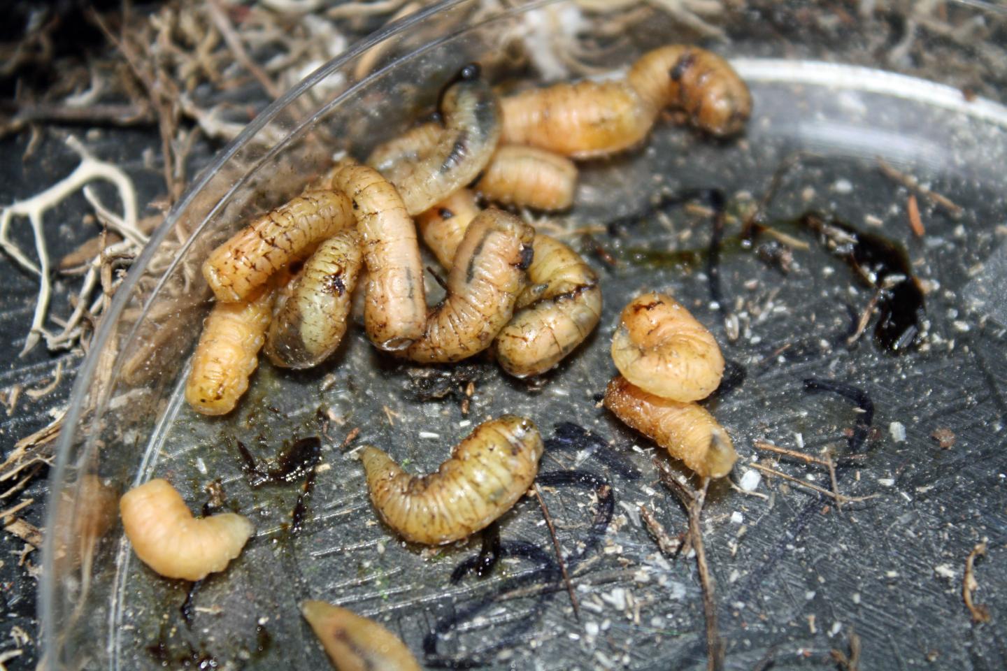 Nest Fly lLrvae [IMAGE] EurekAlert! Science News Releases