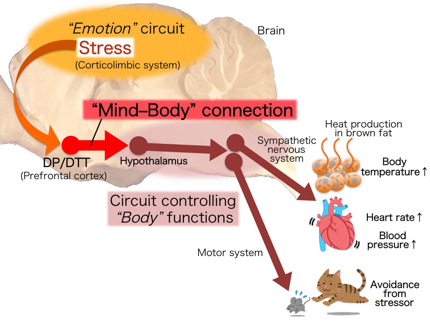 MindBody Connection [IMAGE] EurekAlert! Science News Releases