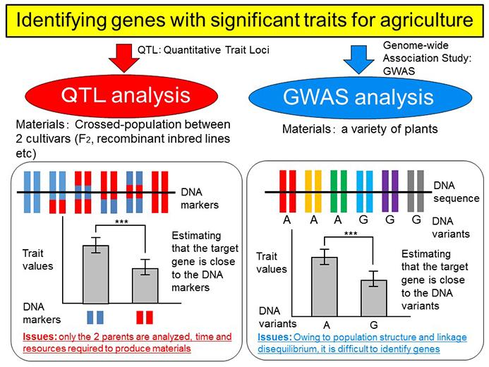 Two main methods for gene iden [IMAGE] EurekAlert! Science News Releases
