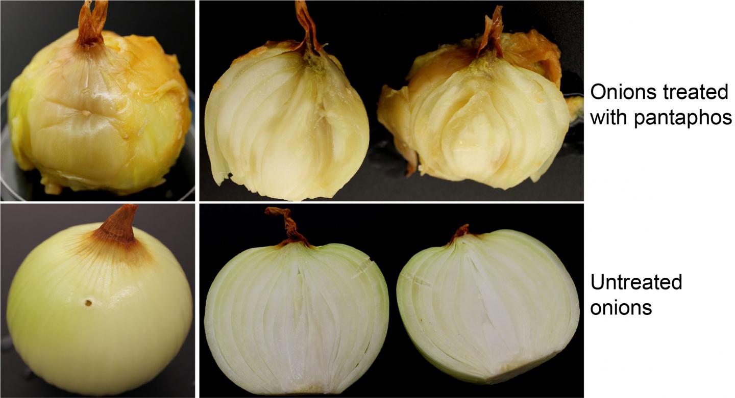 Unveiling the cause of onion center rot EurekAlert!