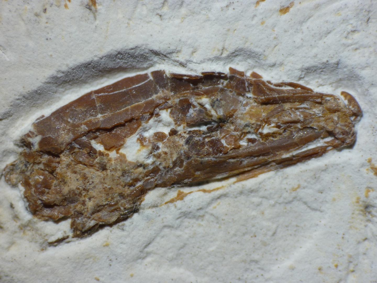 Fourlegged Fossil Suggests Snakes Evolved Fr EurekAlert!