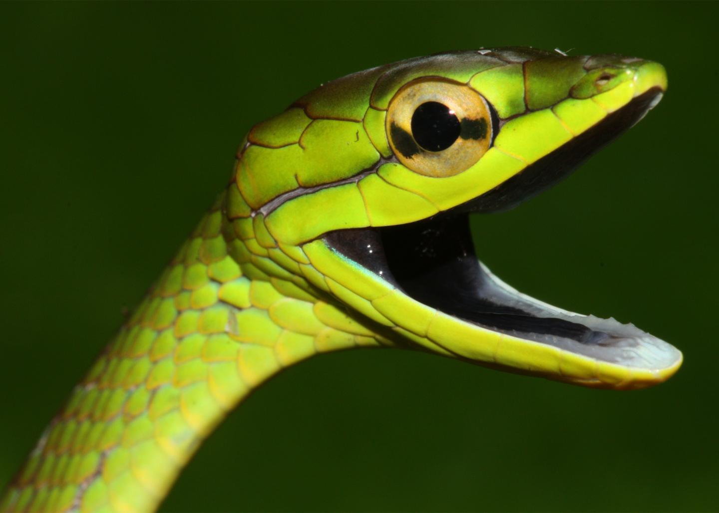 Jul 22, 2021 · snake, any of more than 3,400 species of reptiles distinguished by their limbless condition and greatly elongated body and tail. The Curious Case Of The Disappearing Snakes Eurekalert