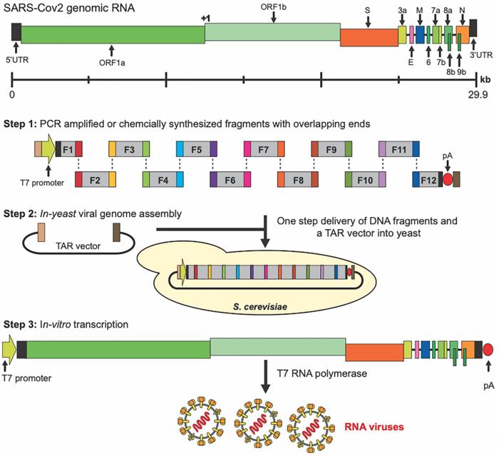 Transformationassociated (TAR) EurekAlert!