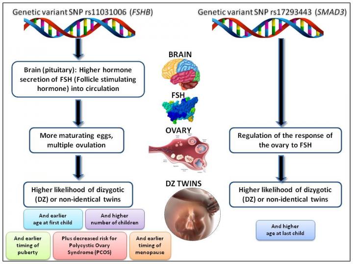 Why fraternal twins run in families EurekAlert!