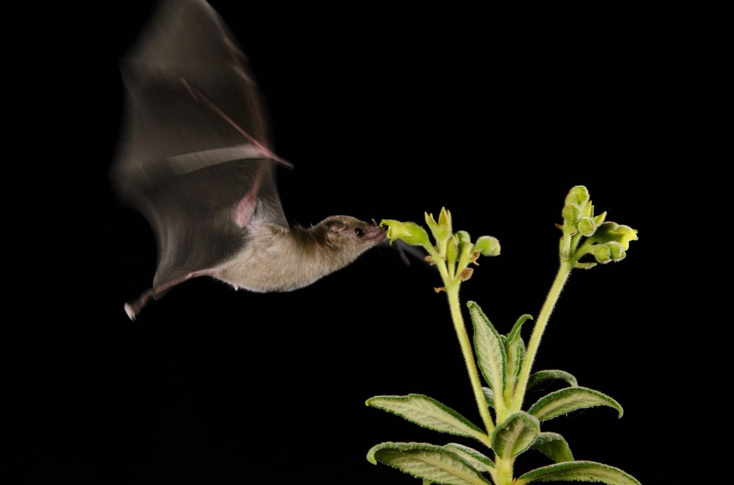 Nectarfeeding bat visiting a [IMAGE] EurekAlert! Science News Releases