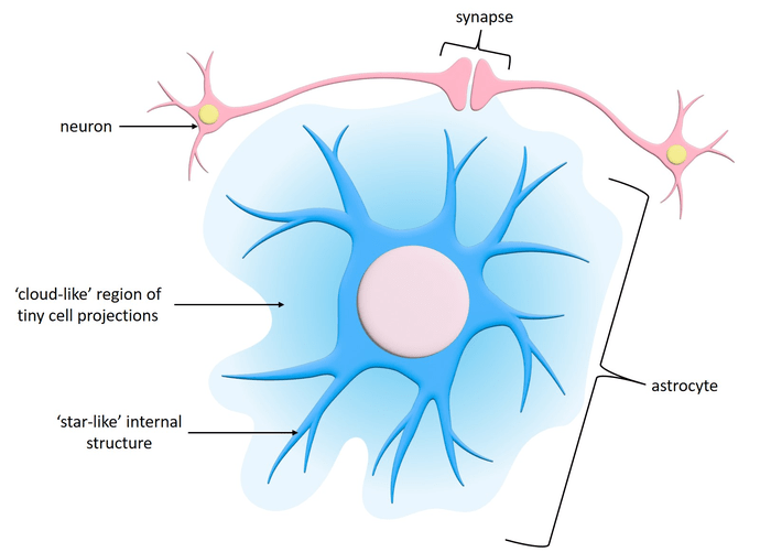 Astrocyte diagram [IMAGE] EurekAlert! Science News Releases