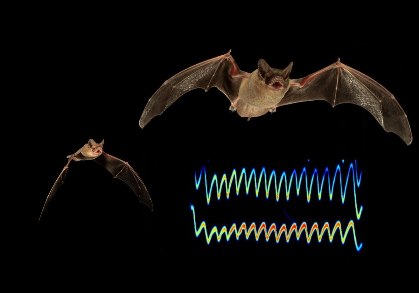 Hungry bats compete for prey by jamming sonar EurekAlert!