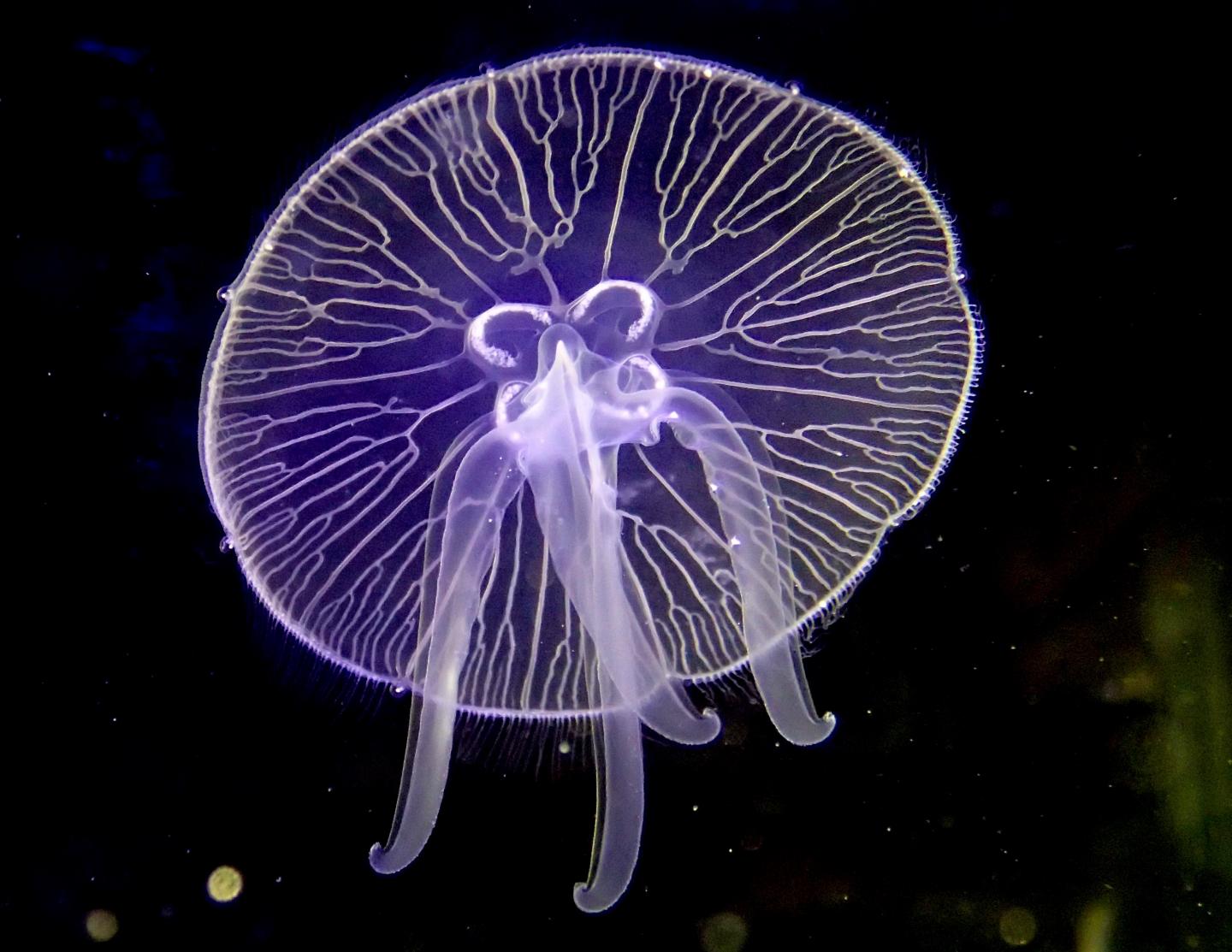 Moon Jelly (Aurelia aurita) [IMAGE] EurekAlert! Science News Releases