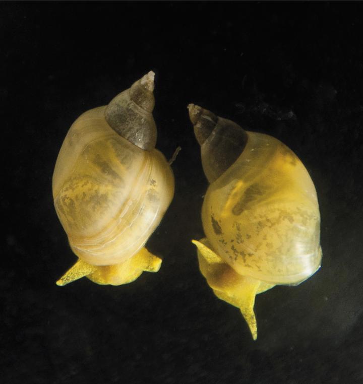 How the snail's shell got its coil EurekAlert!