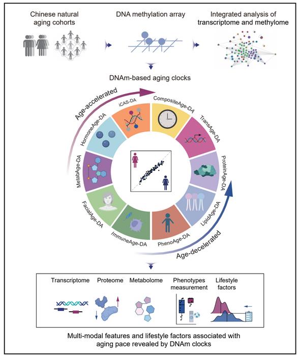 DNA methylation clocks for estimating biologi EurekAlert!